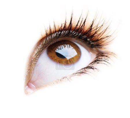 Beautiful Eye of Woman over white background