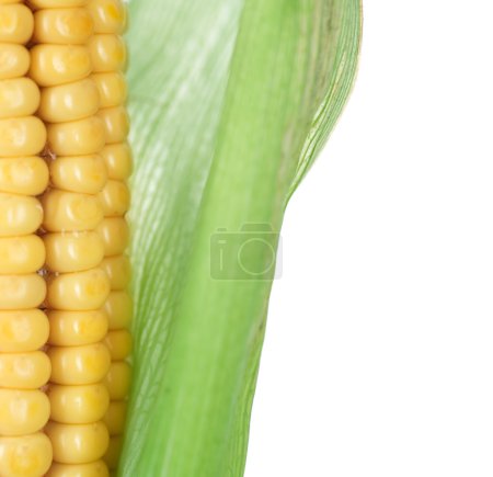 Ear Of Sweet Corn Closeup