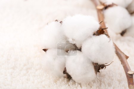 Cotton Plant On A Fluffy Towel