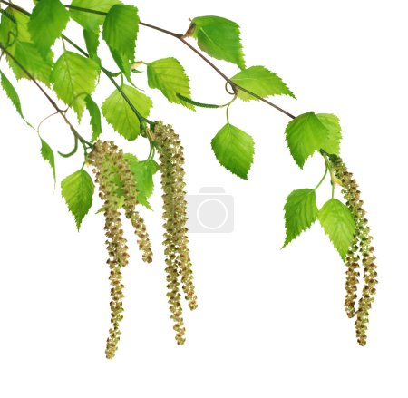 Spring Birch Isolated On White
