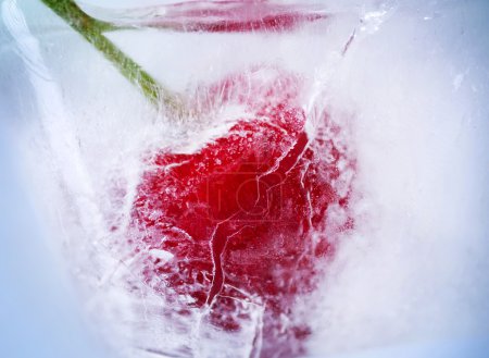 Ice Cherry Closeup