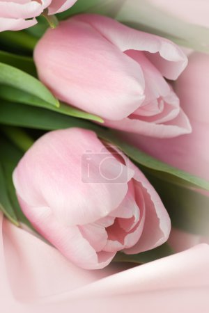Beautiful Tulips Closeup