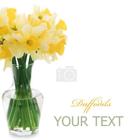 Daffodils In A Vase Over White
