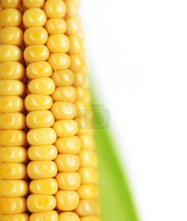 Ear Of Sweet Corn Closeup