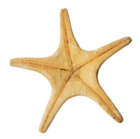 Starfish Over White