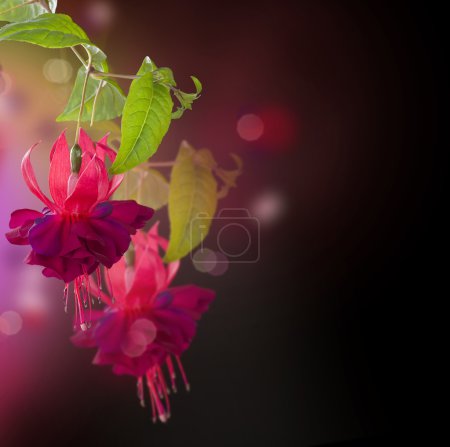 Fuchsia flowers. Abstract Floral Background