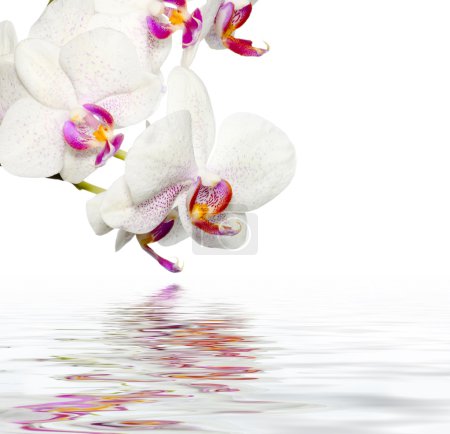 Beautiful Orchids WIth Reflection