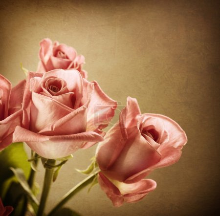 Beautiful Pink Roses. Vintage Styled. Sepia toned