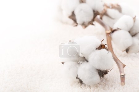 Cotton Plant On A Fluffy Towel