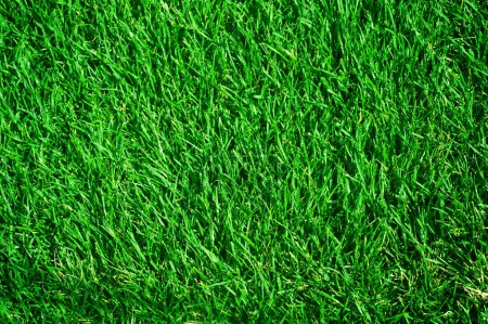 Fresh Green Grass Background