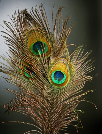 Peacock Feathers over black