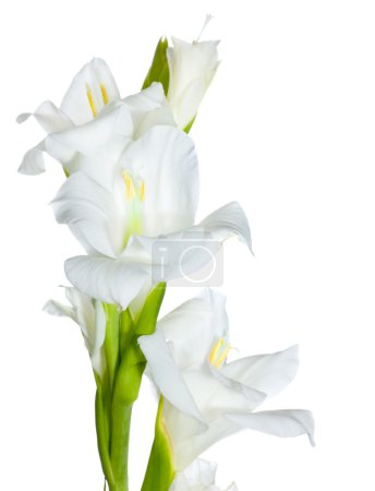 Beautiful White Gladiolus