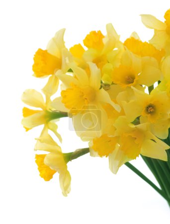 Beautiful Daffodils Over White