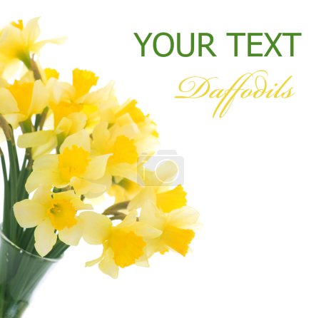 Daffodils Border