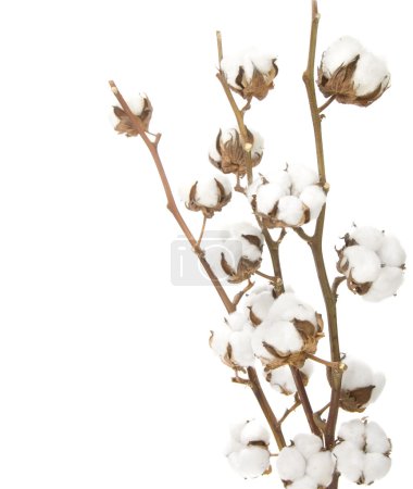 Cotton Over White