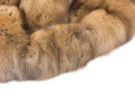 Luxury Fur. Russian Sable Isolated On White