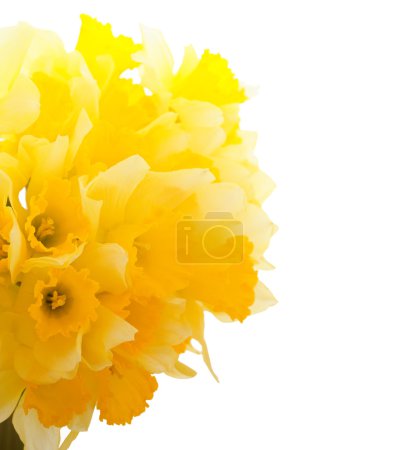 Beautiful Daffodils Border
