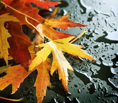 Wet Autumn leaves over black