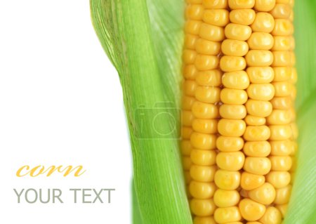 Ear Of Sweet Corn Isolated On White