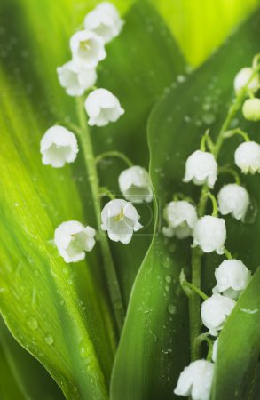 Lily-of-the-valley Flowers