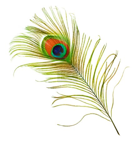 Peacock Feather Over White