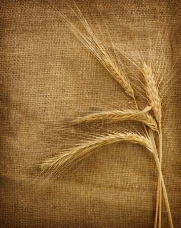 Wheat Ears Over Burlap Background