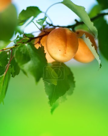 Ripe Apricots On A Tree Branch