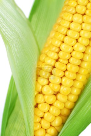 Sweet Corn Isolated On White