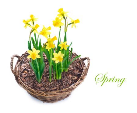 Beautiful Daffodils growing in a basket