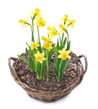 Daffodils growing in a basket