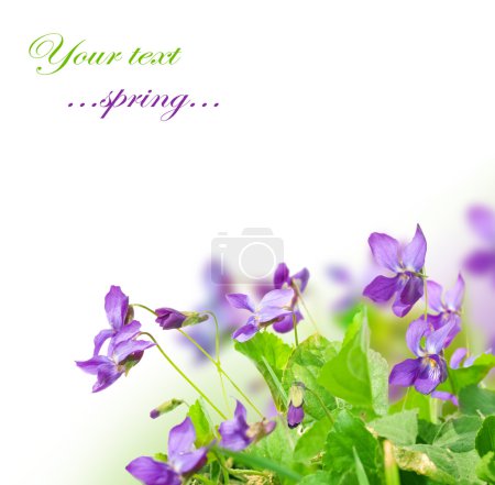 Spring Violet Flowers