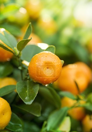 Growing Ripe Mandarin
