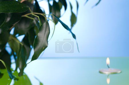 Green Leaves In Water And Floating Candle