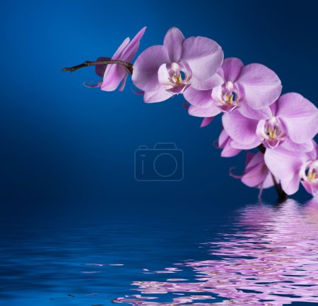 Orchid On Blue With Reflection