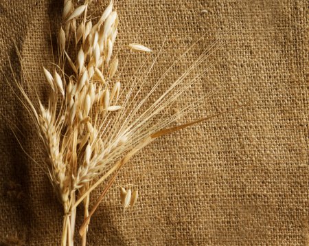 Wheat Ears border on Burlap background. with copy-space