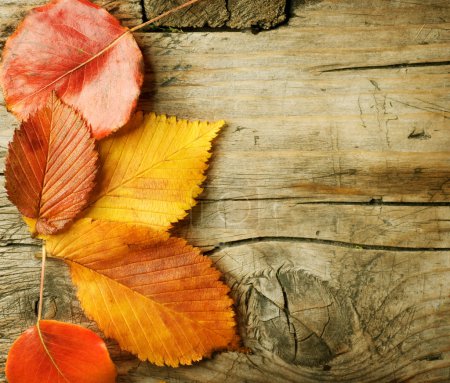 Autumn Leaves over wooden background. With copy space