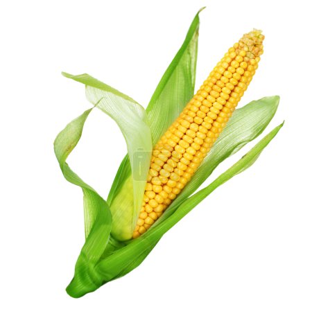 Corn Isolated On White