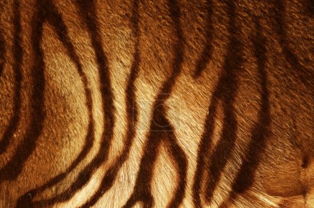 Tiger Texture