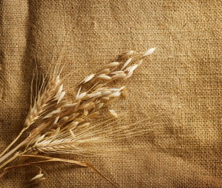 Wheat Ears border on Burlap background. with copy-space