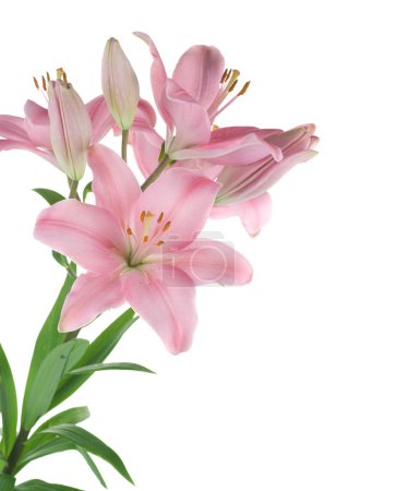 Beautiful Pink Lily Isolated On White