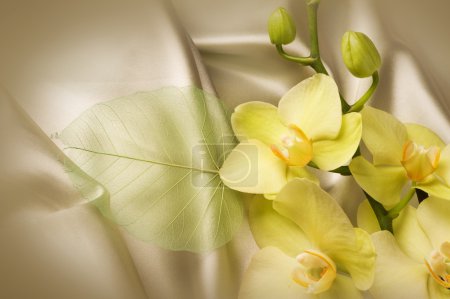 Orchid And Silk