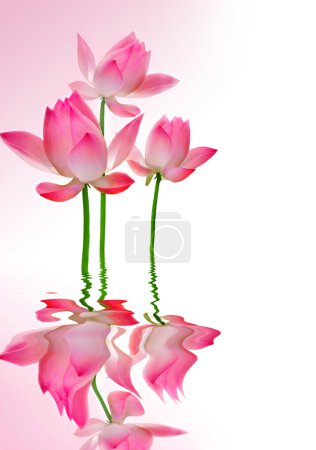 Beautiful Lotus With Reflection