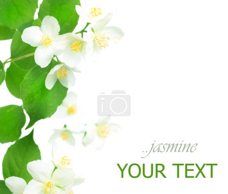 Jasmine Over White