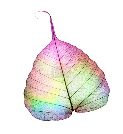 Colorful Abstract Leaf Over White