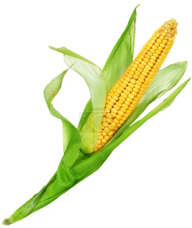 Corn Over White