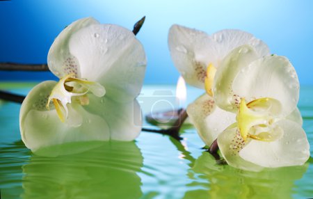 White Orchid In Water