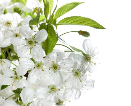Spring Cherry Blossom Over White