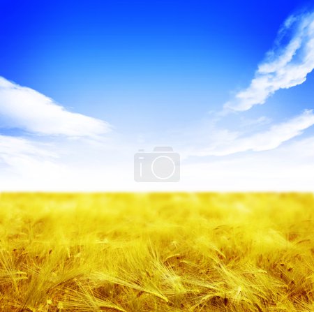 Beautiful Wheat Field
