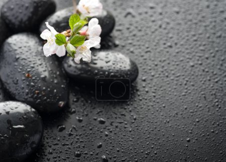 Wet Zen Spa Stones With Spring Blossom. Selective Focus