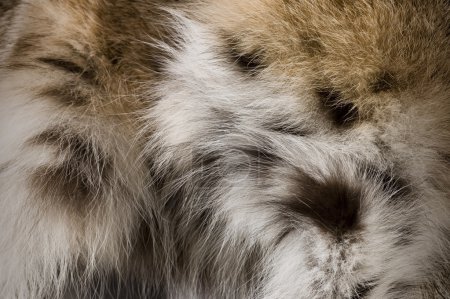 Lynx Fur Background